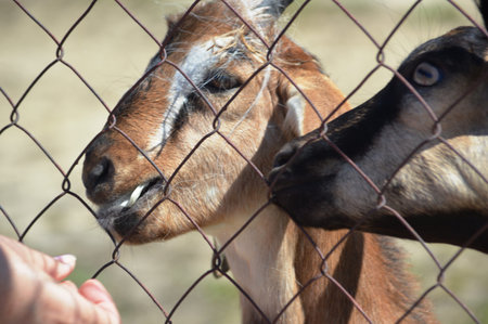 goat in the cage at the zoo, closeup of photo