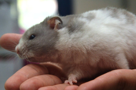 Gray hamster in the hands of a man. Close-up.の写真素材