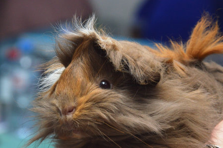 guinea pig in the pet store, close-up of the headの写真素材