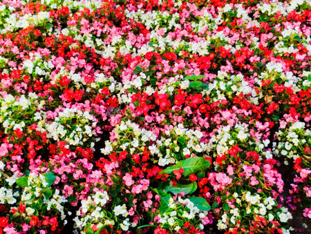 Flower bed with red and white begonia in the garden.の写真素材