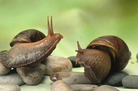 Snails crawling on stones on green background, closeup of photoの写真素材