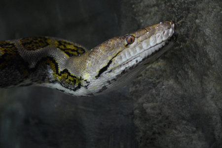 Boa constrictor (Python reticulatus) on dark background