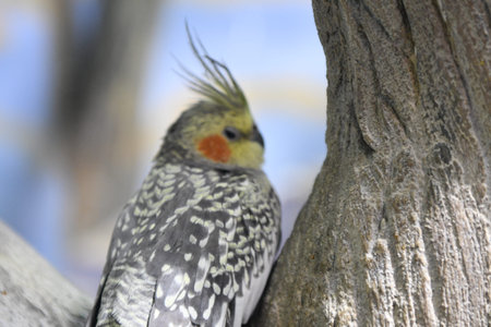 Cockatiel, Nymphicus hollandicus, sitting on a tree