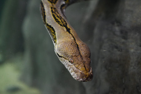 Reticulated python (Python reticulatus) in an aquariumの写真素材