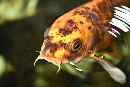 koi fish swimming in a pond, close up of fish headの写真素材