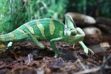 Chameleon on the ground in the forest, Chamaeleo calyptratus