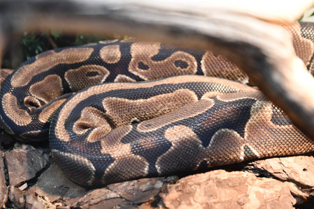 Reticulated python (Python reticulatus) in natural environment