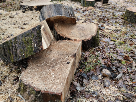 Wooden bench in the autumn forest. Fallen tree trunks.