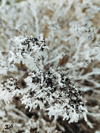 Close up of dry grass covered with hoarfrost in winter.の写真素材