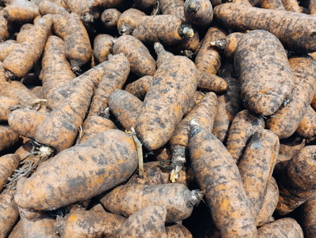 Pile of dirty sweet potatoes in the market. Selective focus.の写真素材