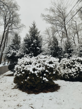 Pine trees covered with snow in the park in the winter.の写真素材