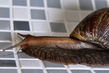 Snailing on a tile. Snailing on a tile.の写真素材