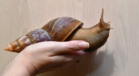 Snail in hand on a wooden background. Close-up.の写真素材