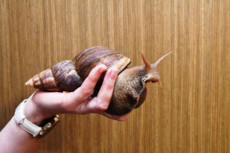 snail in hand on a wooden background.