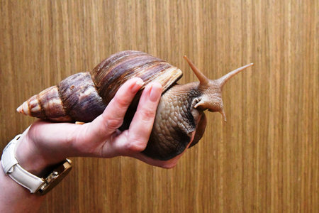 Snail in hand on a wooden background.の写真素材