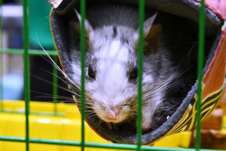 Hamster in a cage, close-up, selective focus.の写真素材