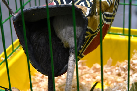The guinea pig in a cage at the petting zoo.の写真素材