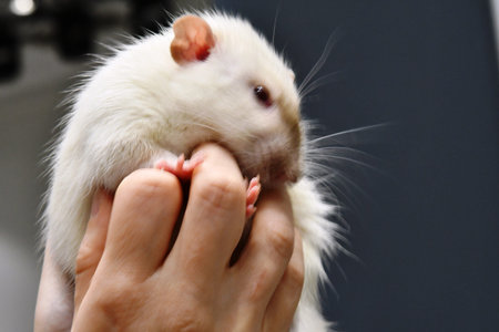 white domestic rat on the hands of a woman. close-up