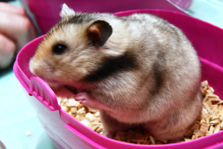 Hamster in a pink plastic box. Close-up, selective focus.の写真素材