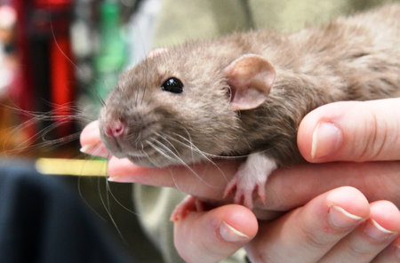 Cute little gray rat in the hands of a woman close upの写真素材