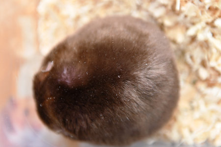 Hamster in a cage. Close-up of a domestic rat.の写真素材