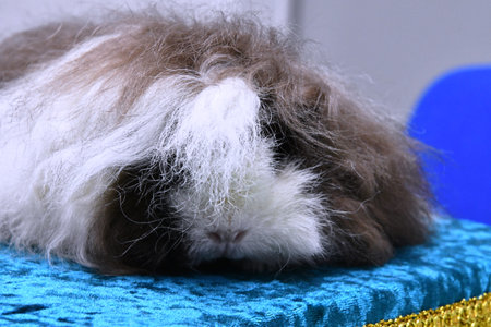 Long-haired guinea pig sleeping on blue sofa.の写真素材