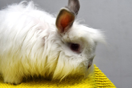 White rabbit on a yellow knitted blanket on a gray background.の写真素材