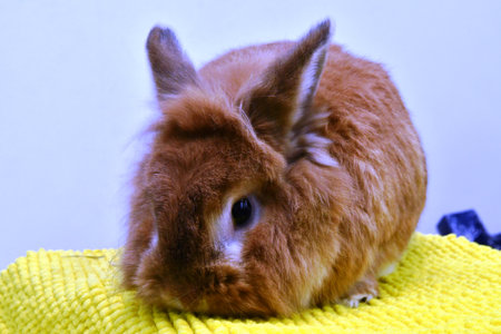 Rabbit on a yellow background, close-up, selective focusの写真素材