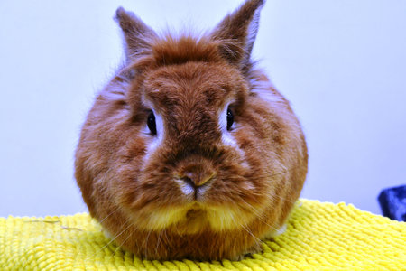 Close-up of a red rabbit on a yellow background.の写真素材