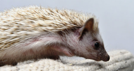 Hedgehog on a white background. Close-up. Horizontal photo.の写真素材
