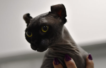 Portrait of a gray sphynx cat with yellow eyes