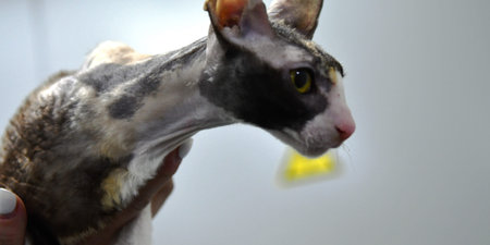 Cat in a veterinary clinic. Close-up of a cat.