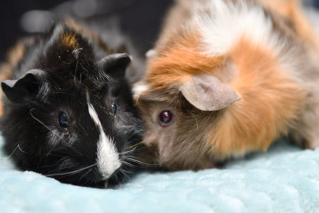 two guinea pigs lying on a blue blanket, close-up