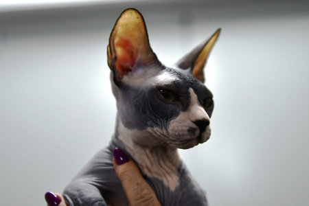 Sphynx cat on a white background. Close-up.の写真素材