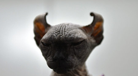 Sphynx cat on white background. Close-up.