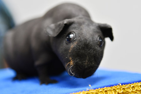Portrait of a black guinea pig on a blue background.の写真素材