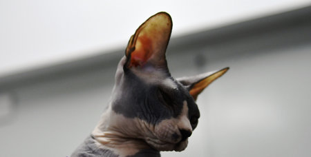 Sphynx cat on a white background. Close-up.の写真素材