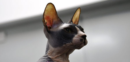 Portrait of a Sphynx cat. Close-up.