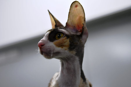 Portrait of a cat on a white background close-up.
