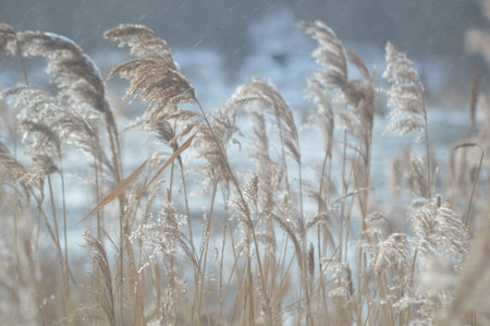 Dry reeds in the winter on a background of snow.