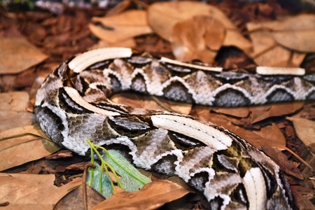 Close-up of the head of a viper on dry leaves