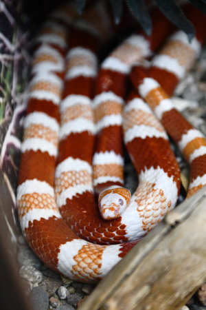 Red and white striped snake in a cage. Close-up.
