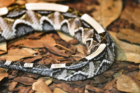 Close-up of the head of a viper with white stripes
