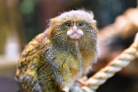 Yellow-bellied Marmoset (Pygmy marmoset)