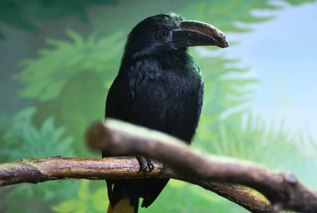 Close up of a black bird sitting on a branch