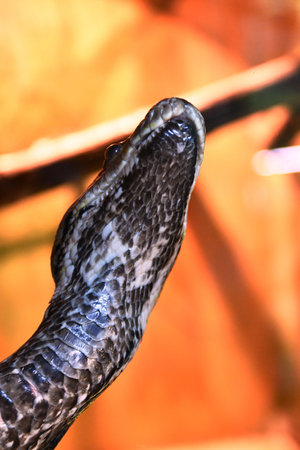 Close up of the head of a javanese cobra snake