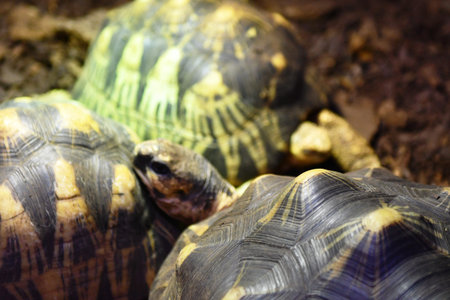 tortoises in the wild, close-up of photo