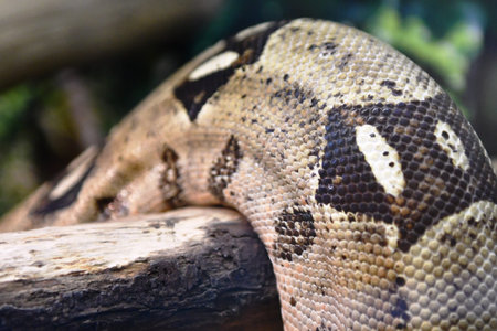 Close up of a boa constrictor on a tree branch