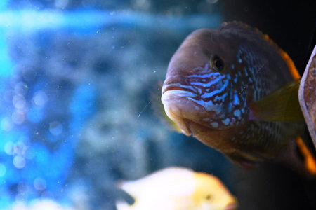 Cichlid fish in the aquarium, closeup of photo