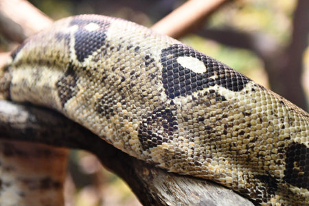 Close up of a boa constrictor on a tree branch